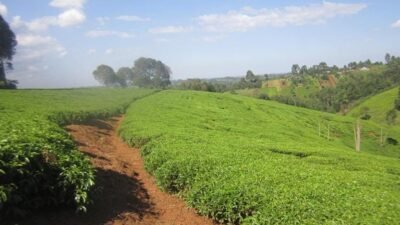 Land Investment Kenya
