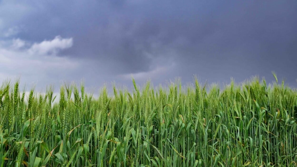 Land for Sale in Kenya