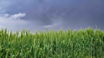 Land for Sale in Kenya
